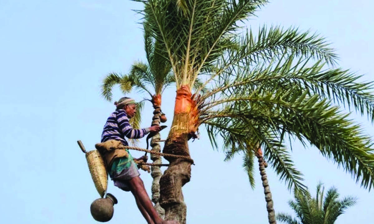 সাতক্ষীরার একজন গাছি খেজুরের রস সংগ্রহ করছেন। ছবি : রূপালী বাংলাদেশ