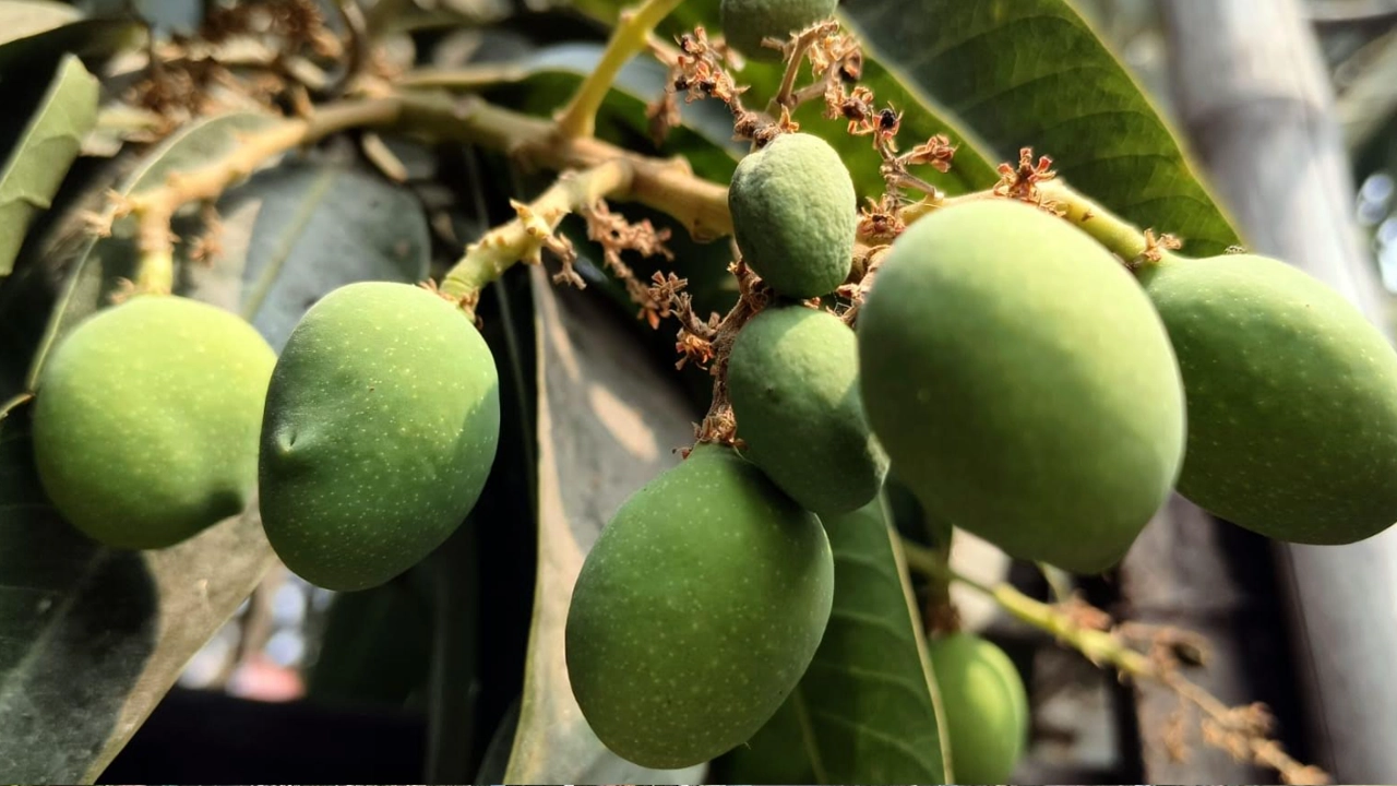 গাছে দেখা মিলছে ছোট ছোট আমের গুটি।  ছবি: রূপালী বাংলাদেশ