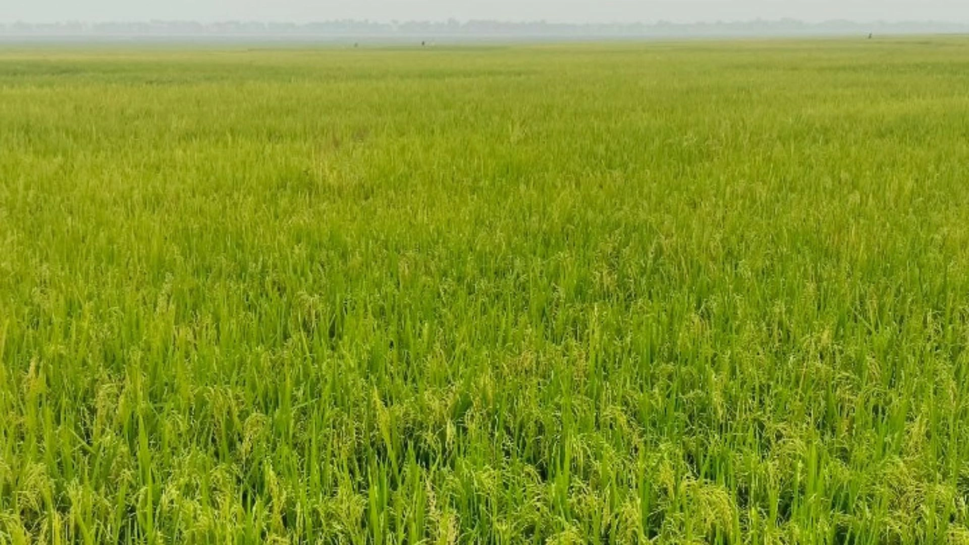 বিল কুমারীতে দুলছে হাজারো  কৃষকের সোনালি স্বপ্ন