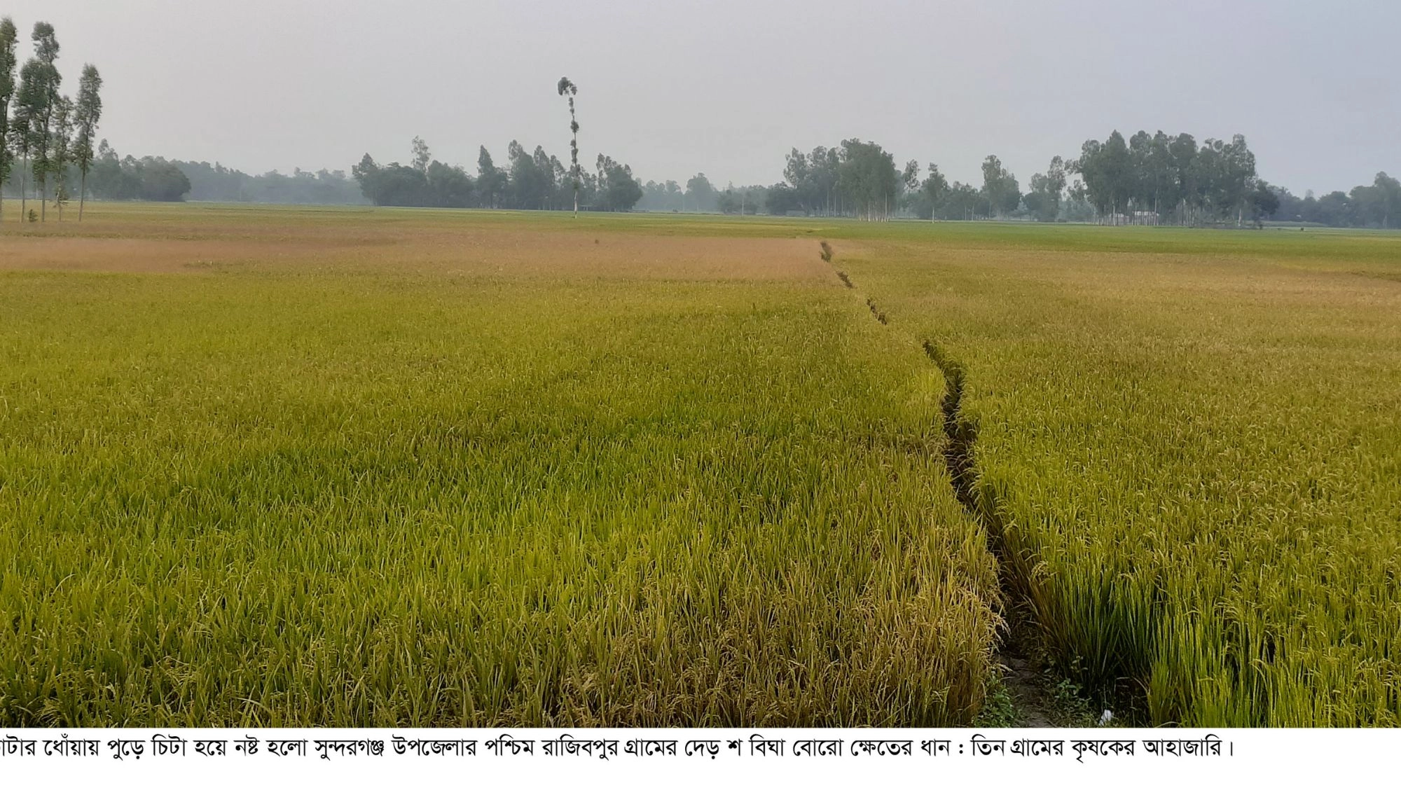 ধানের মাঠে বিষাদের ছায়া