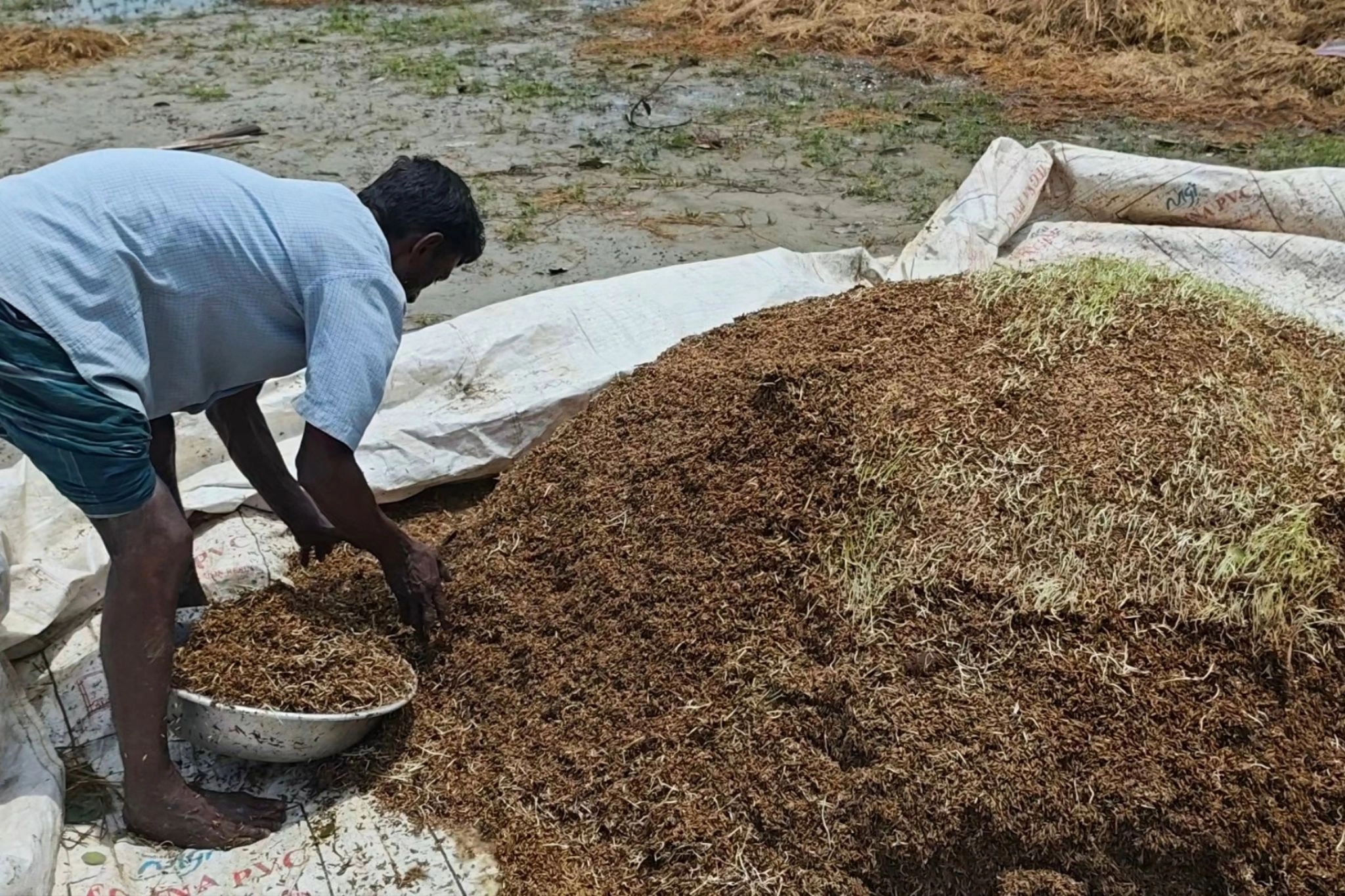 স্বপ্ন ভঙ্গ হাওরের কৃষকের