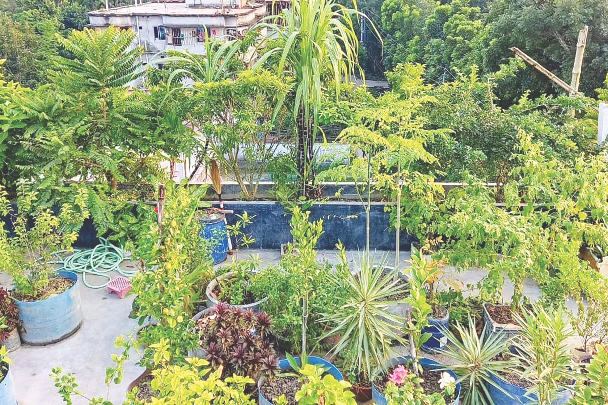 ছাদবাগানে সবজি চাষ: নগর জীবনে সবুজের ছাঁয়া