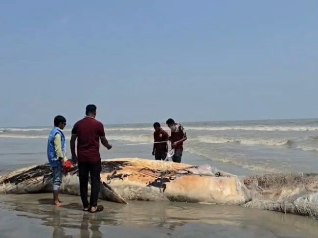 কুয়াকাটা উপকূলে ভেসে  এলো মৃত তিমি