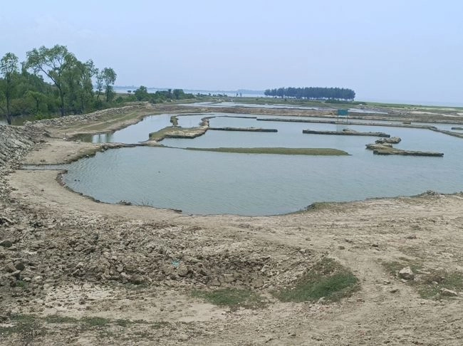 বিপন্ন উপকূলের সুরক্ষাপ্রাচীর প্যারাবন