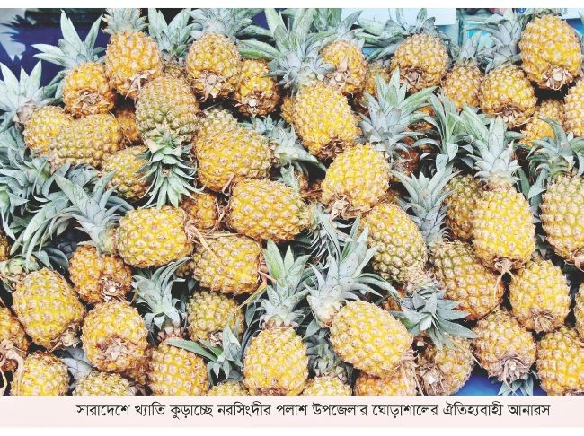 দেশজুড়ে খ্যাতি কুড়াচ্ছে  ঘোড়াশালের আনারস