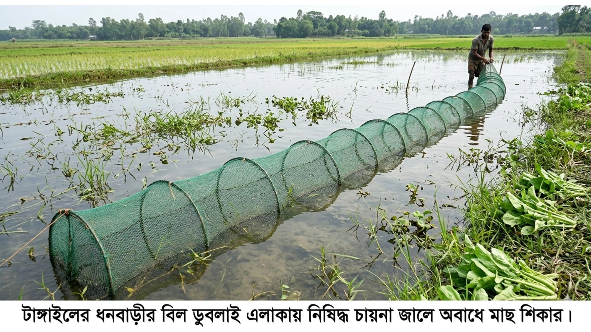 চায়না জালে মাছের হাহাকার
