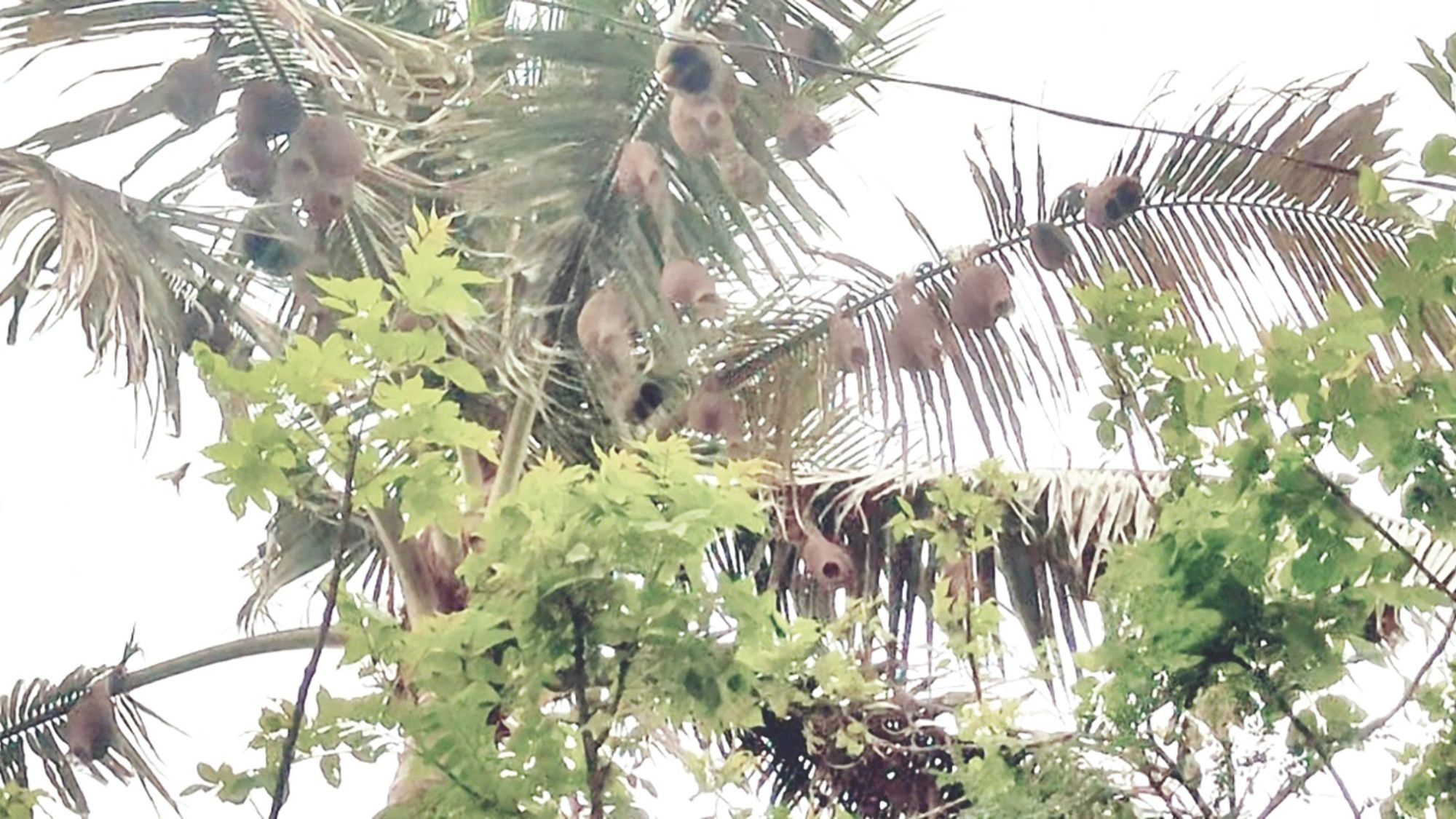 তালগাছ ছেড়ে নারিকেল গাছে বাবুই পাখির বাসা, দর্শনার্থীদের ভিড়