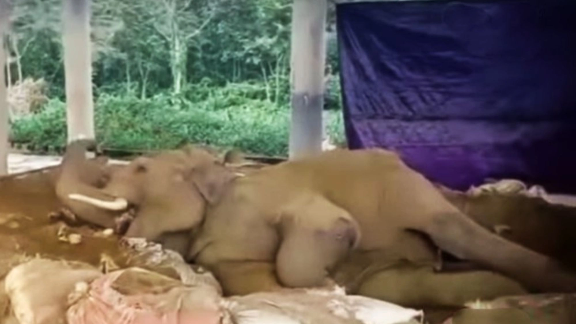 অব্যবস্থাপনায় সংকটাপন্ন পার্ক