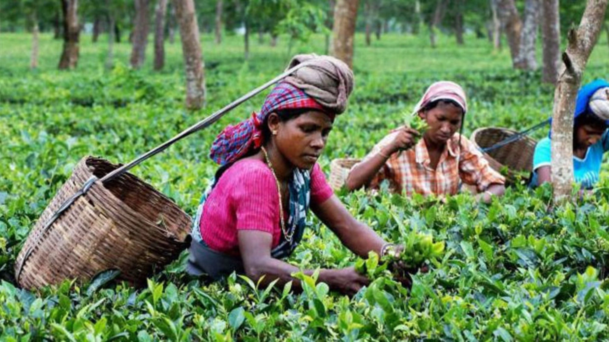 উৎপাদন বাড়লেও সংকটে চা-শিল্প
