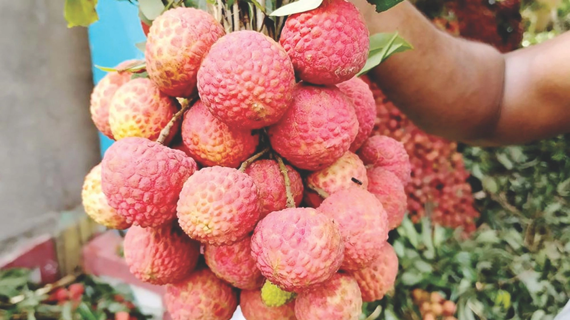 গবেষণার অভাবে ঝুঁকিতে লিচু চাষ