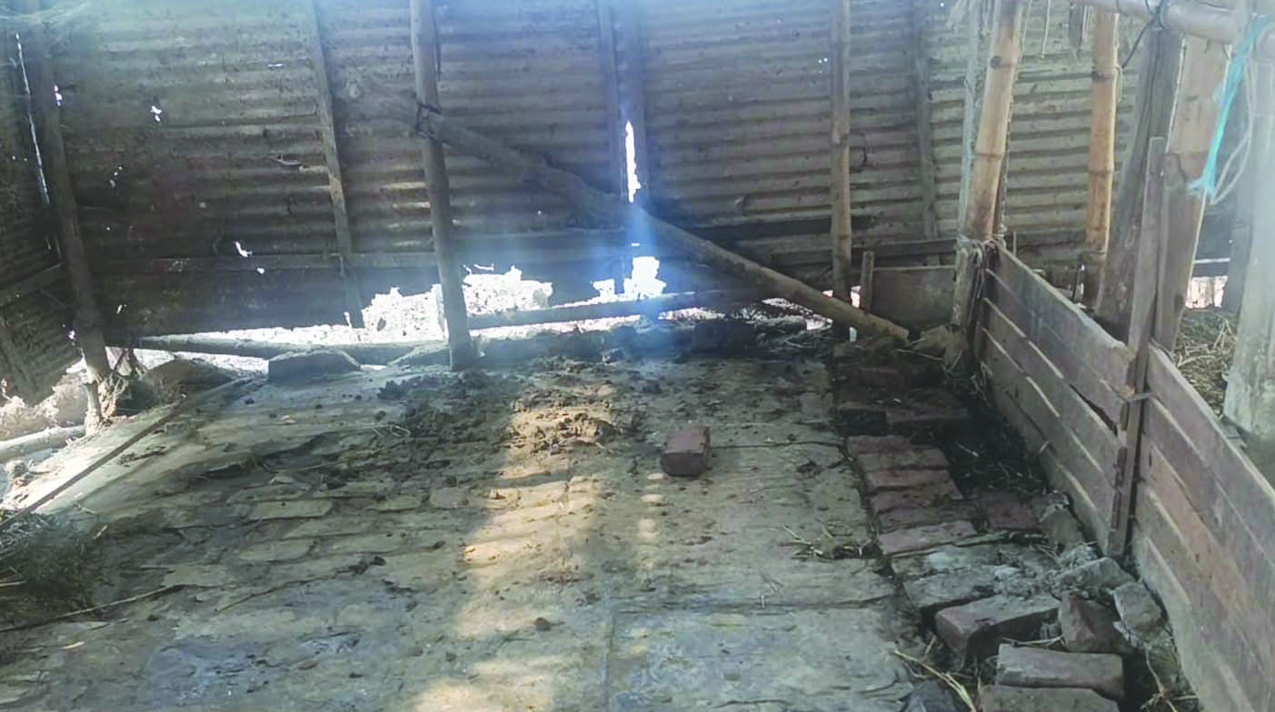 খামারে গরু ডাকাতির ঘটনা ঘটেছে। ছবি : রূপালী বাংলাদেশ