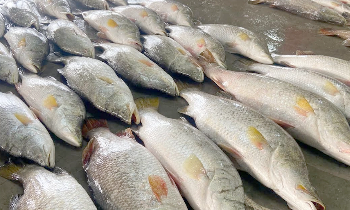 ৩ মণ কোরাল মাছ ১ লাখ ৭১ হাজার টাকায় বিক্রি হয়।