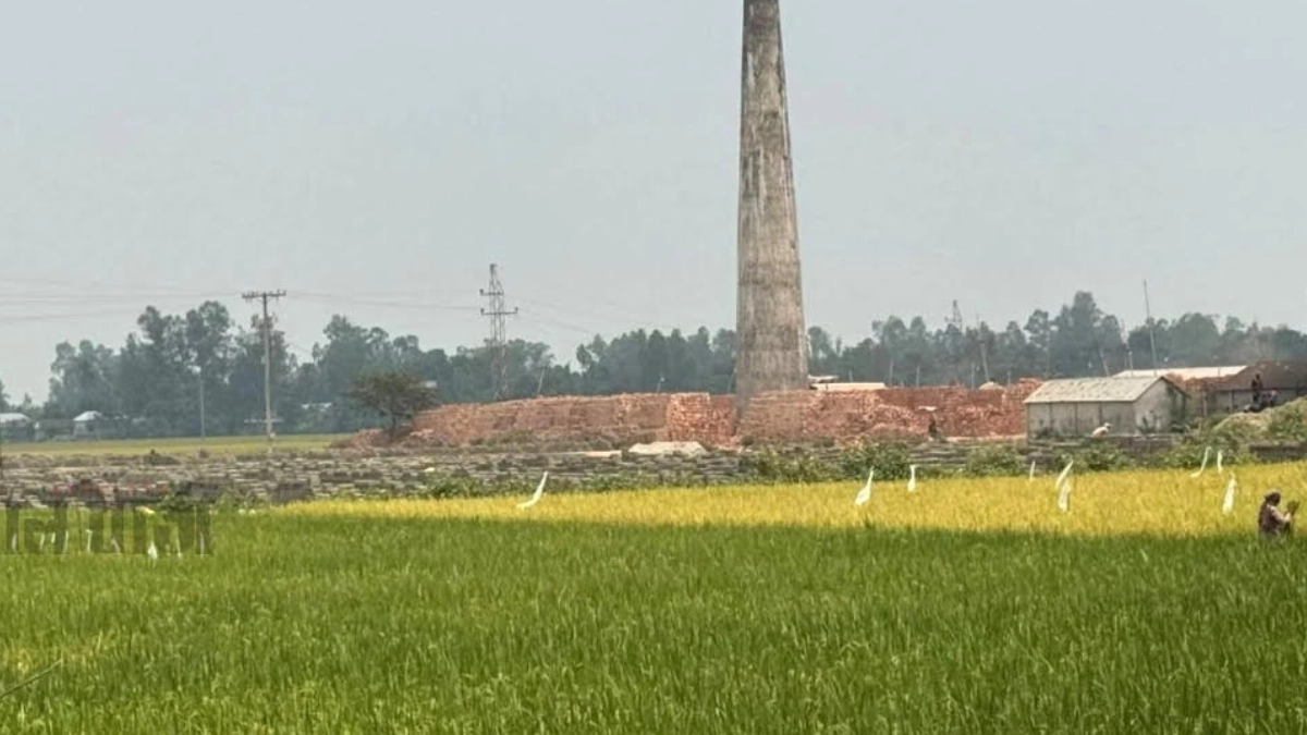 ইটভাটার কালো ধোঁয়ায় পুড়ে যাচ্ছে কৃষকদের স্বপ্নের ধানখেত। ছবি : রূপালী বাংলাদেশ