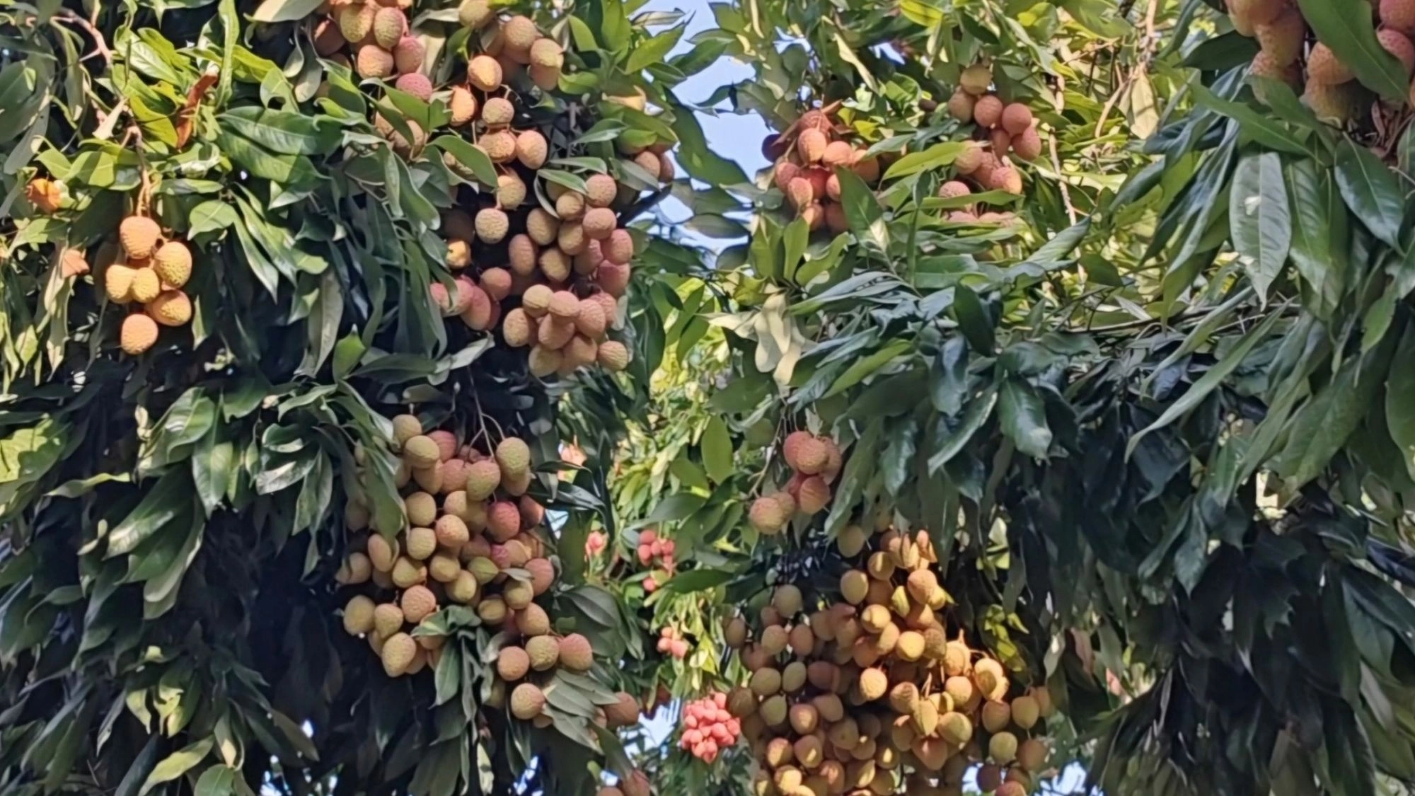 পিরোজপুরে লিচুর বাম্পার ফলন