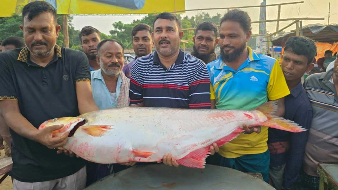 পদ্মার এক ঢাই মাছ  বিক্রি হলো ১ লাখে