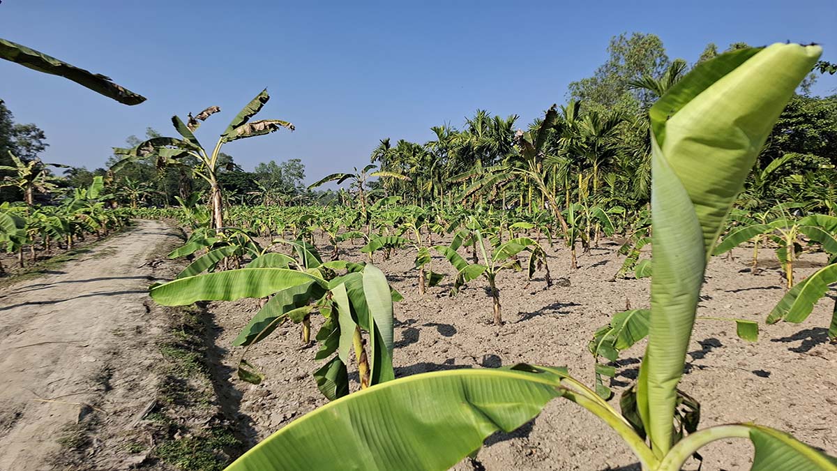 শেরপুরের সীমান্তবর্তী শ্রীবরদী উপজেলায় কলা চাষ। ছবি- রূপালী বাংলাদেশ