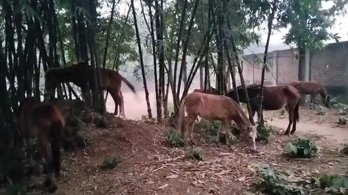 খামার এলাকায় আরও ৭টি জীবিত ঘোড়া বাঁধা অবস্থায় পাওয়া যায়।    ছবি- রূপালী বাংলাদেশ