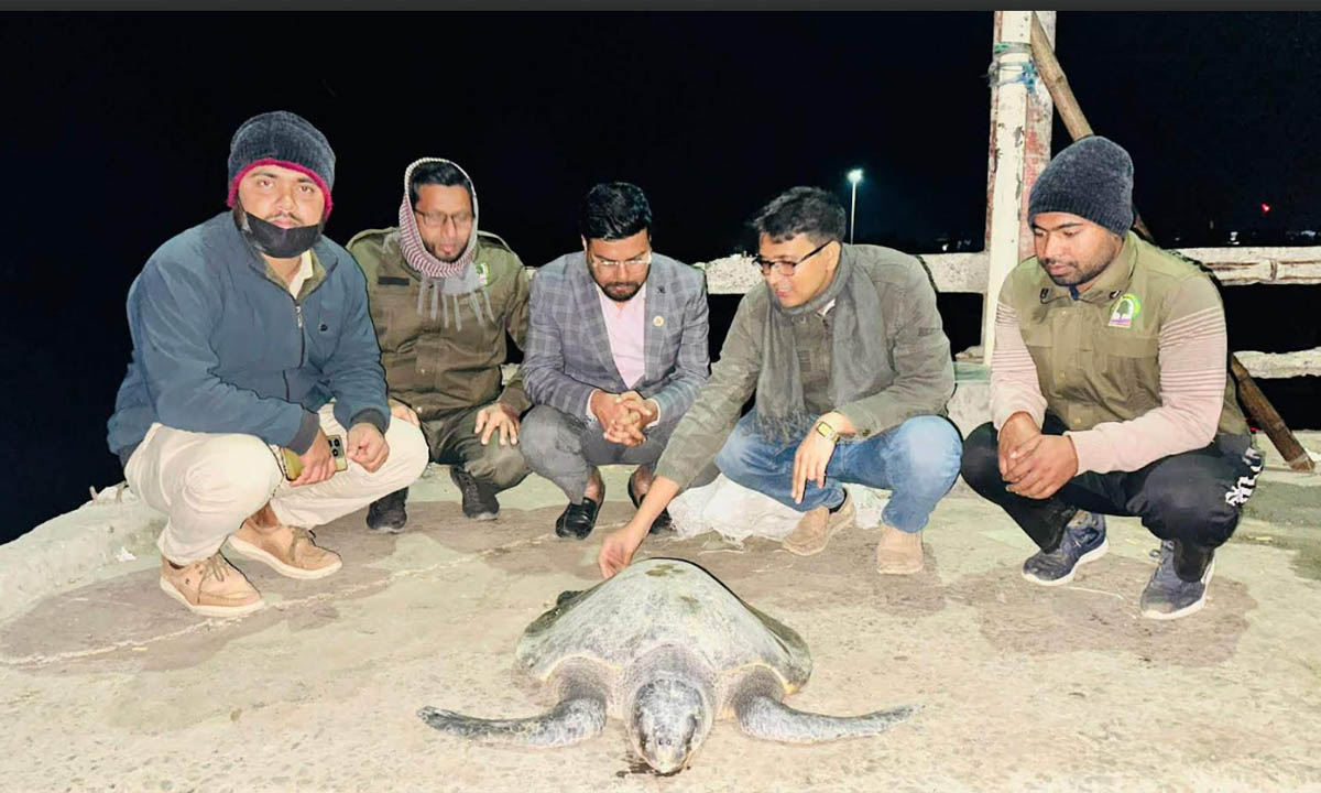 মা কচ্ছপ উদ্ধার। ছবি : রূপালী বাংলাদেশ