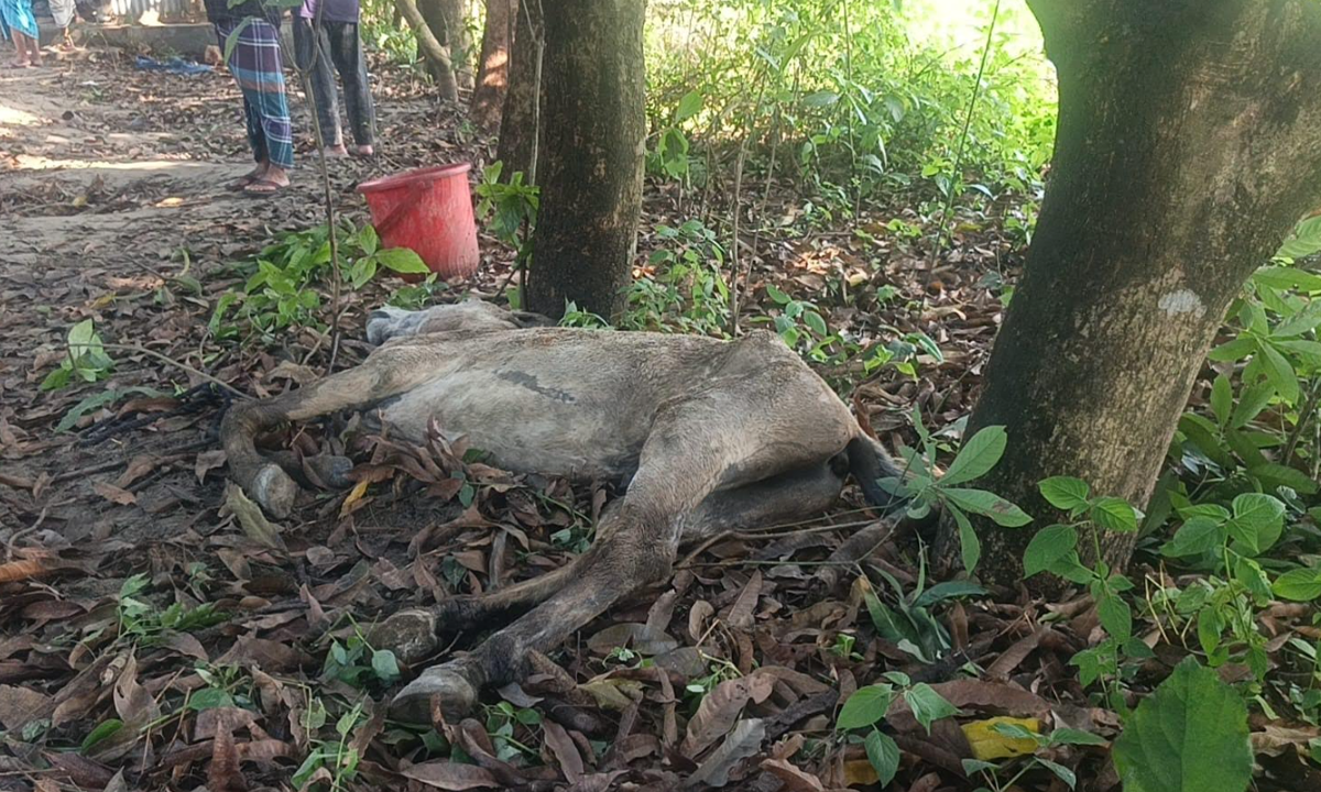 জবাই করা ঘোড়া। ছবি : রূপালী বাংলাদেশ