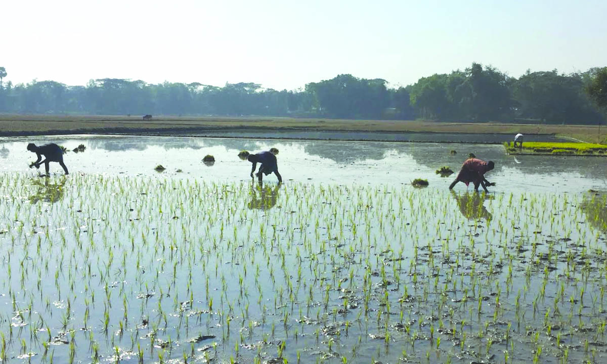 ব্রাহ্মণবাড়িয়ায় বোরো আবাদে ব্যস্ত কৃষকরা। ছবি : রূপালী বাংলাদেশ