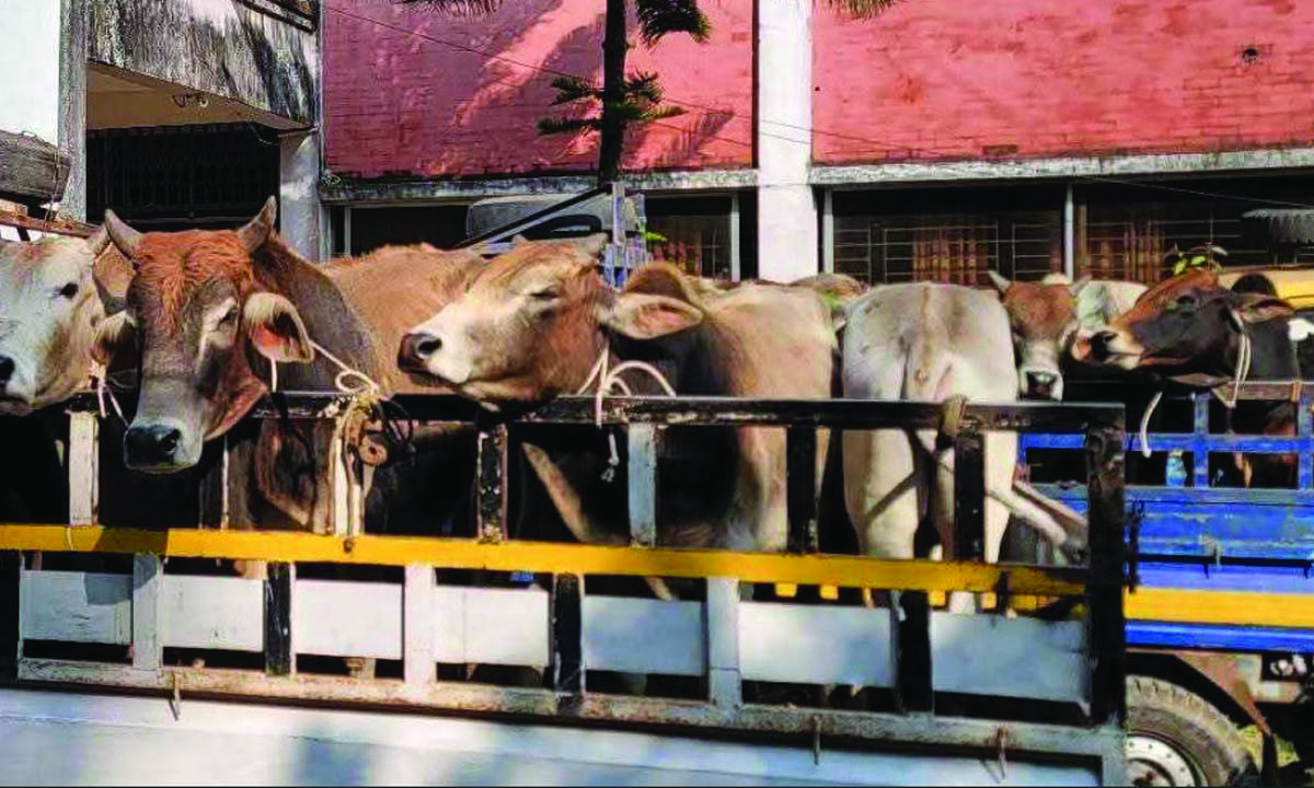 নেত্রকোনায় ৬ পিকআপসহ ৩২ ভারতীয় গরু জব্দ