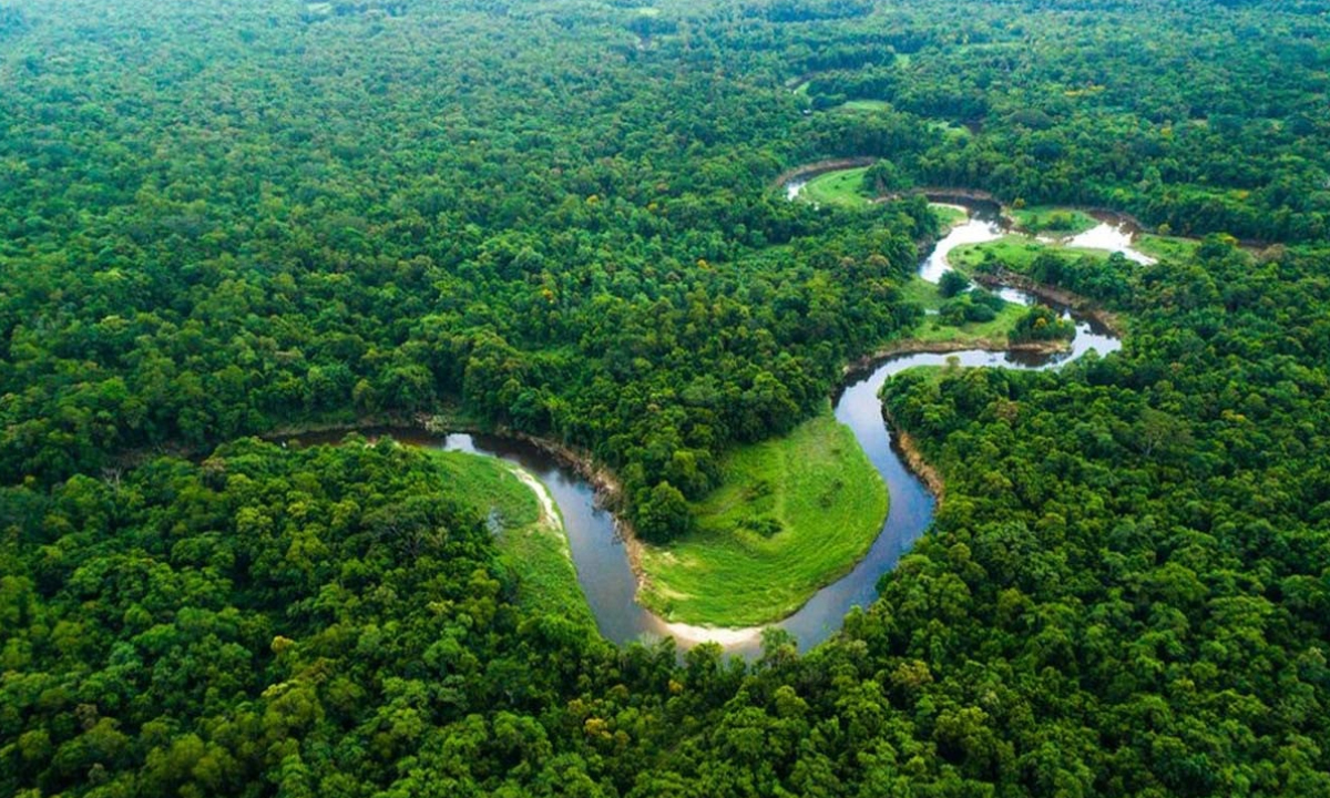 অ্যামাজন বন। ছবি- সংগৃহীত