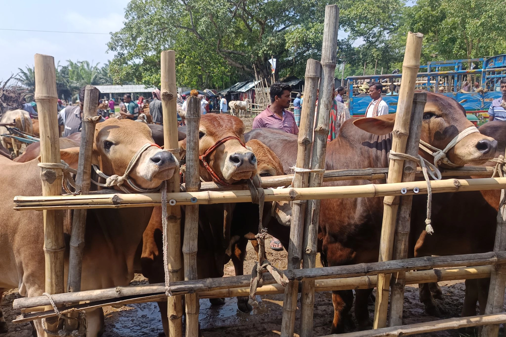 কোরবানির জন্য প্রস্তুত  ২ লাখের বেশি পশু