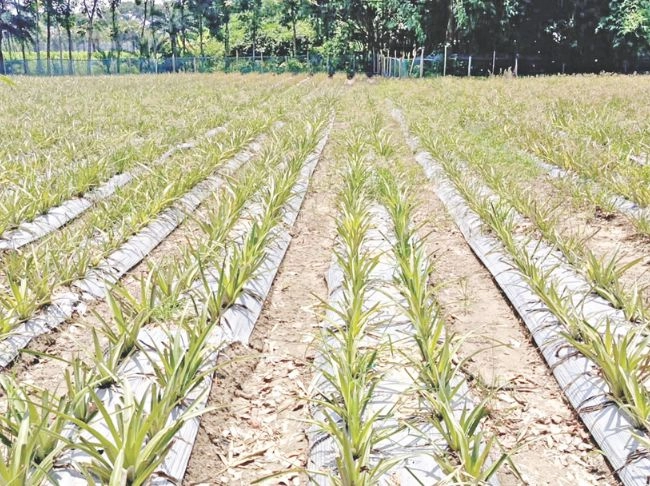 সালথায় বাণিজ্যিক আনারস চাষ