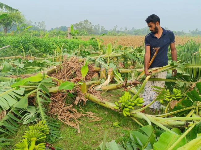 শত্রুতার বলি ৯০০ কলাগাছ  ক্ষতির মুখে দুই উদ্যোক্তা