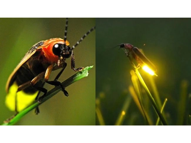 গ্রামবাংলার প্রকৃতি থেকে বিলীনের পথে জোনাকি