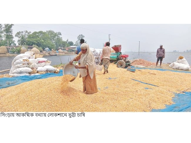 চলনবিলে ডুবল ভুট্টার খেত