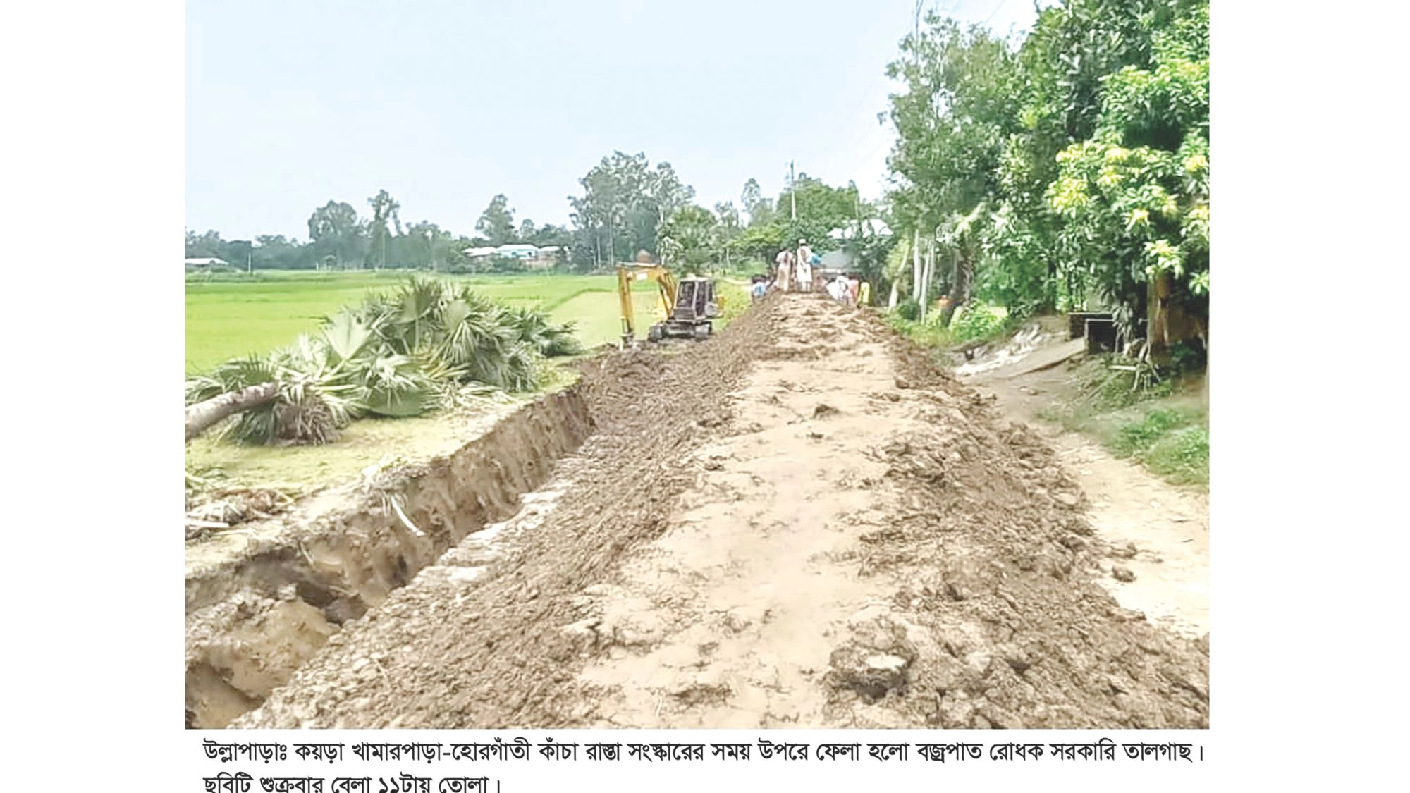 রাস্তা সংস্কারে উপড়ে  ফেলা হলো তালগাছ