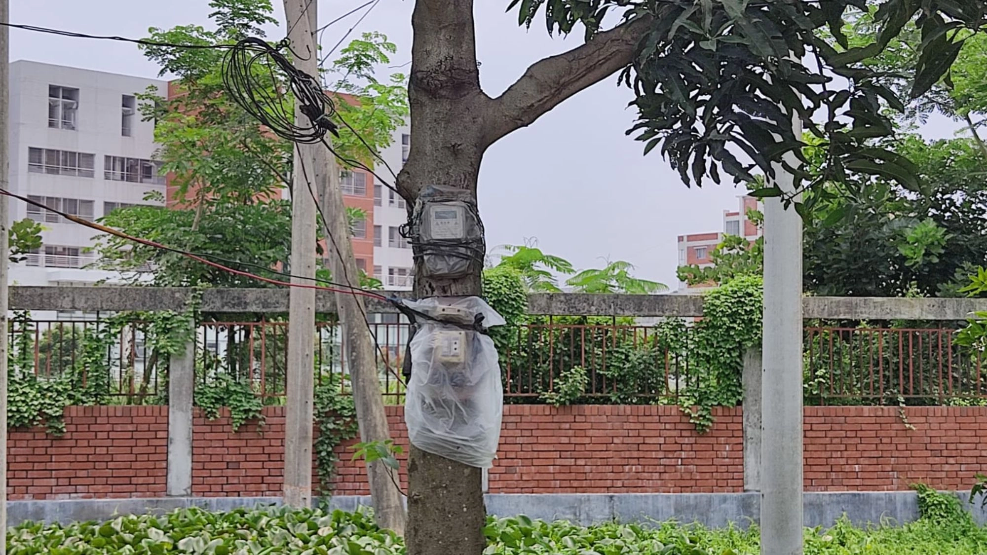 গাছে ঝুলছে নেসকোর মিটার