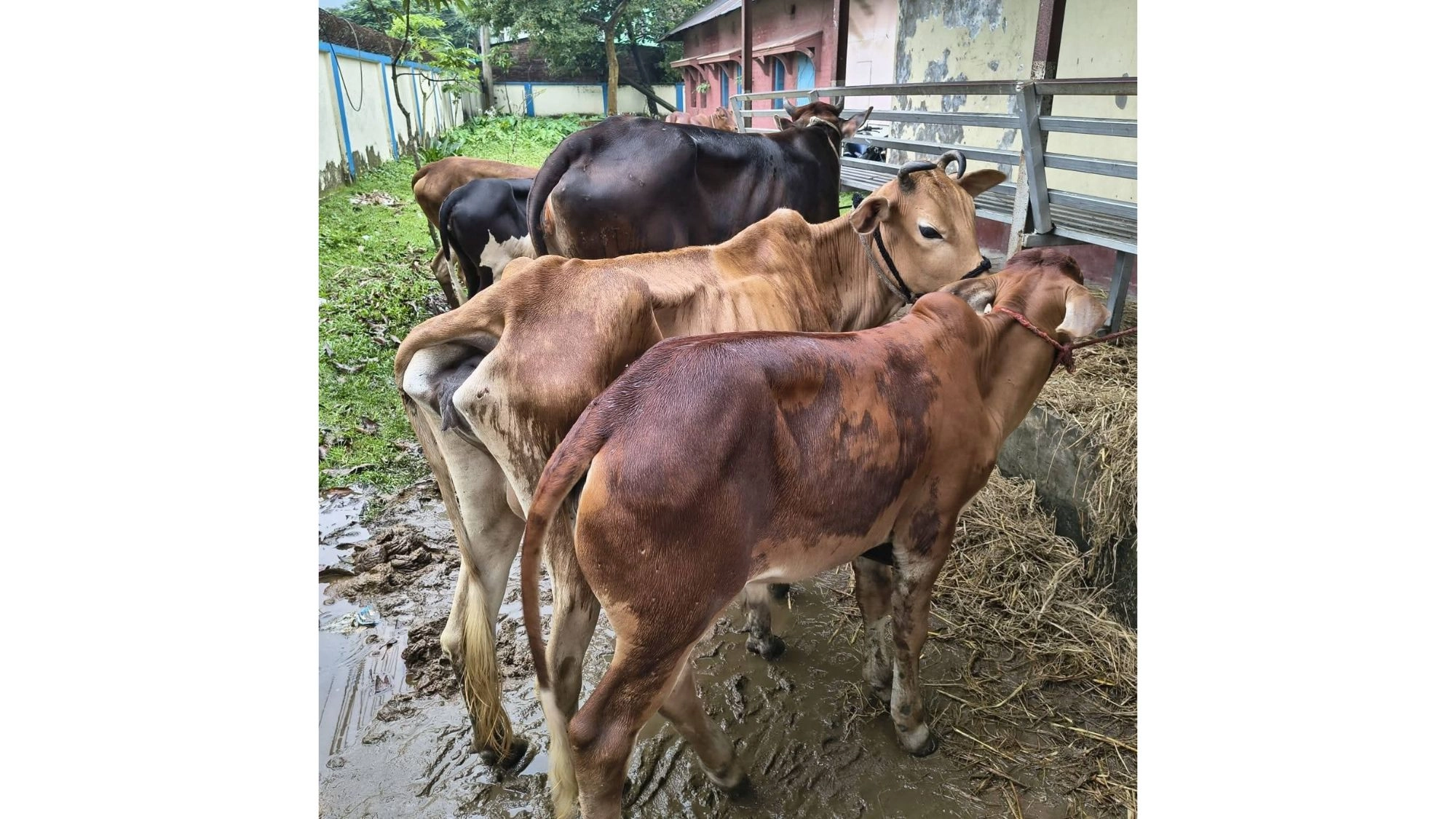 নেত্রকোনায় ১৭টি চোরাই গরু উদ্ধার, গ্রেপ্তার ১