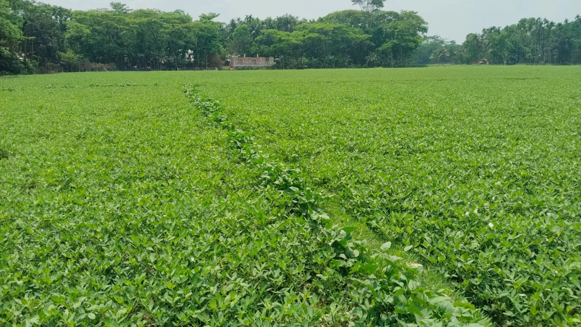 চীনাবাদামের বাম্পার ফলন  কৃষকের মুখে হাসি