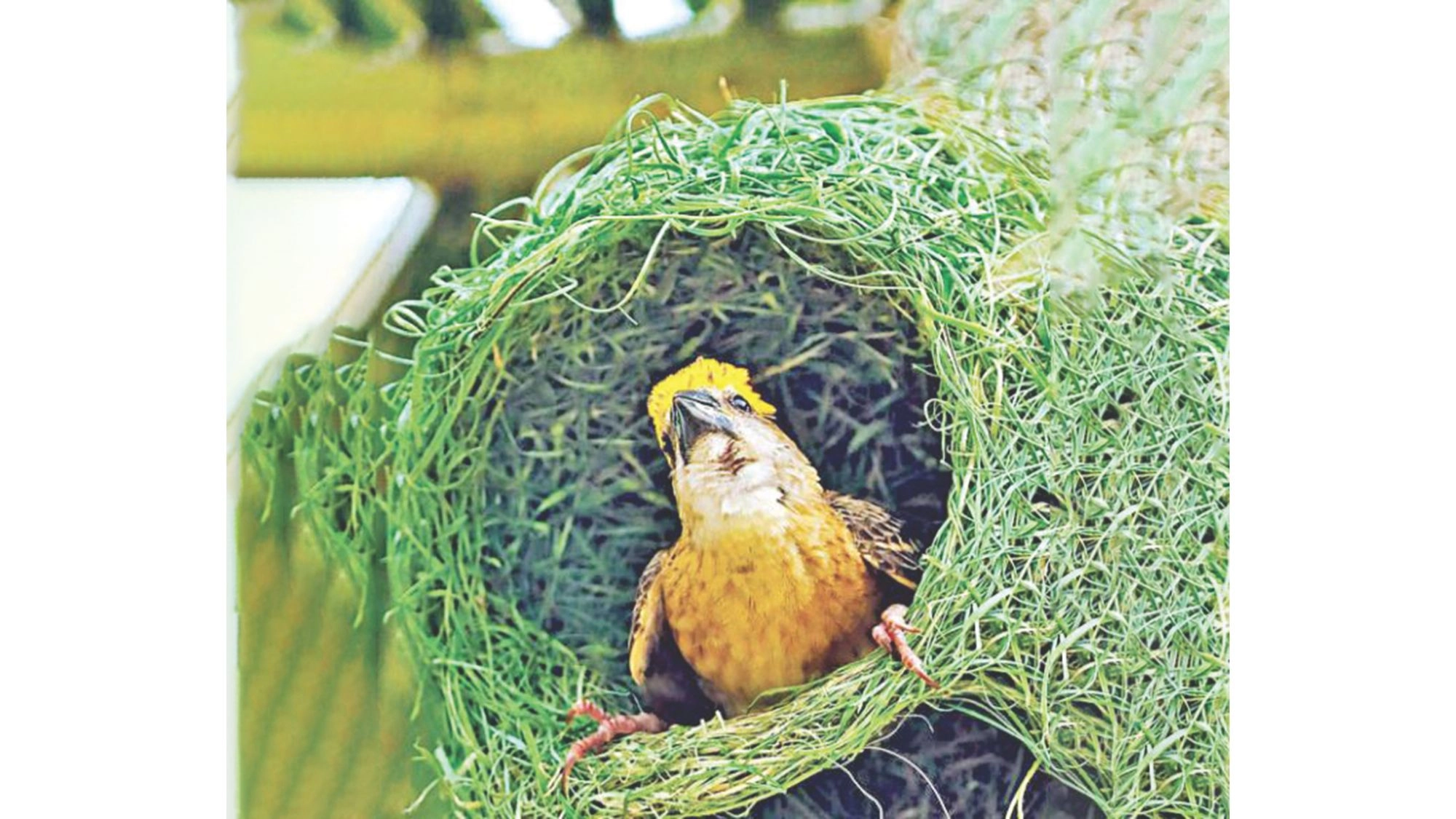 যেখানে ঝুলে থাকে  বাবুই পাখির স্বপ্ন