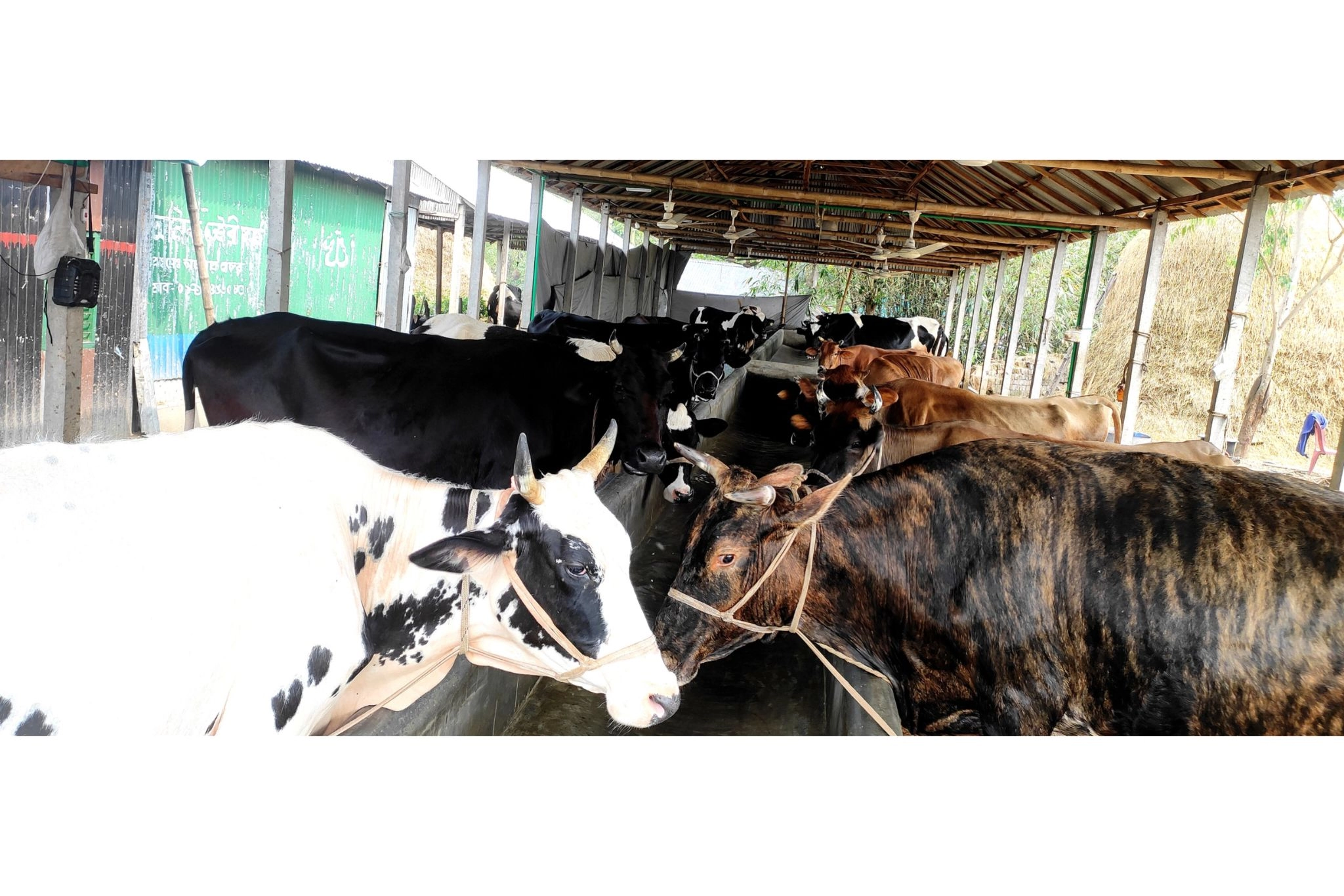 কোরবানির জন্য প্রস্তুত ৬৬  হাজারের বেশি গবাদিপশু