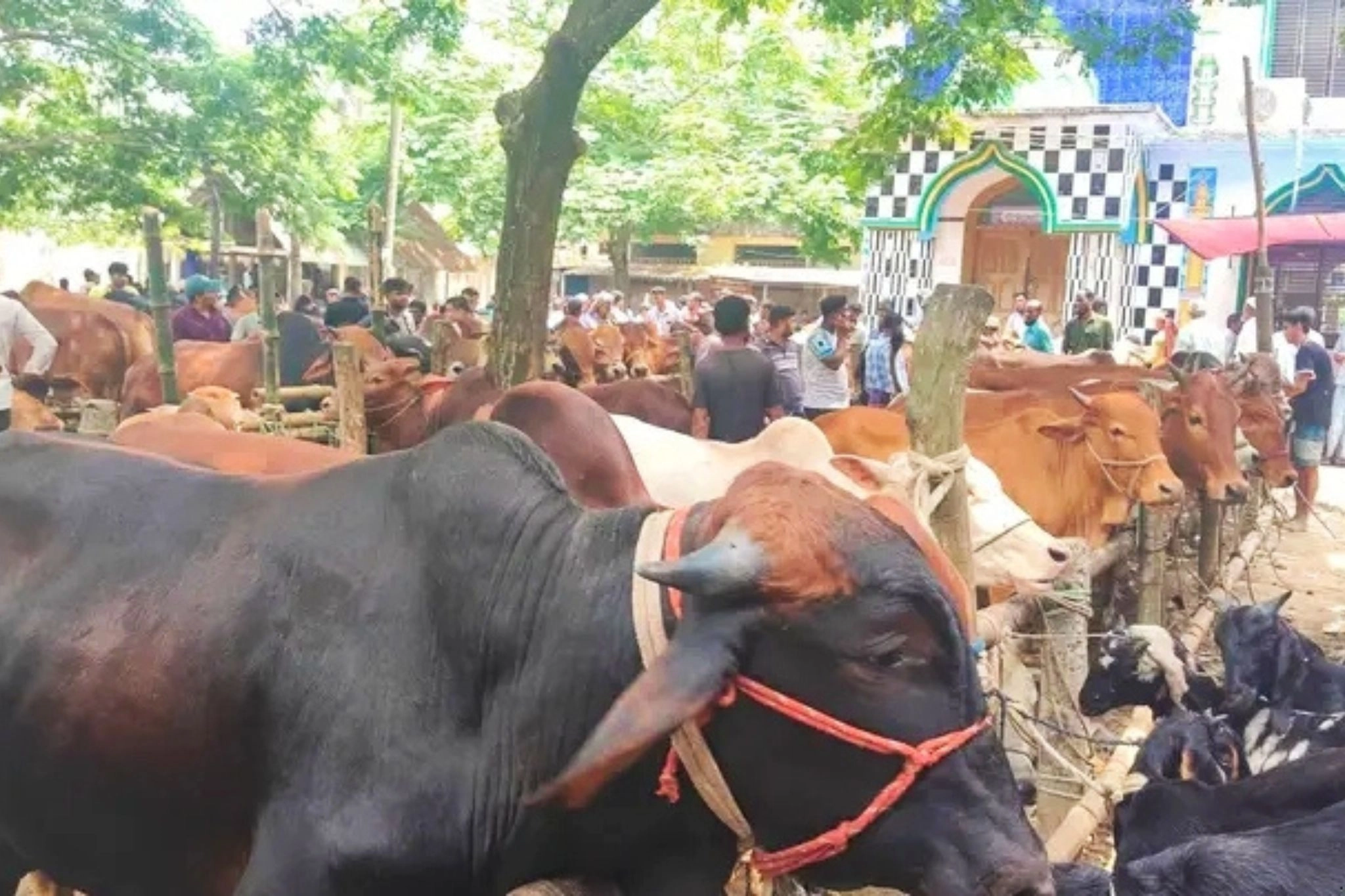 লক্ষ্মীপুরে চাহিদার তুলনায় কোরবানির পশু বেশি, প্রস্তুত ৯০টি হাট