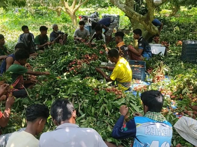৮০০ কোটি টাকা বিক্রির আশা