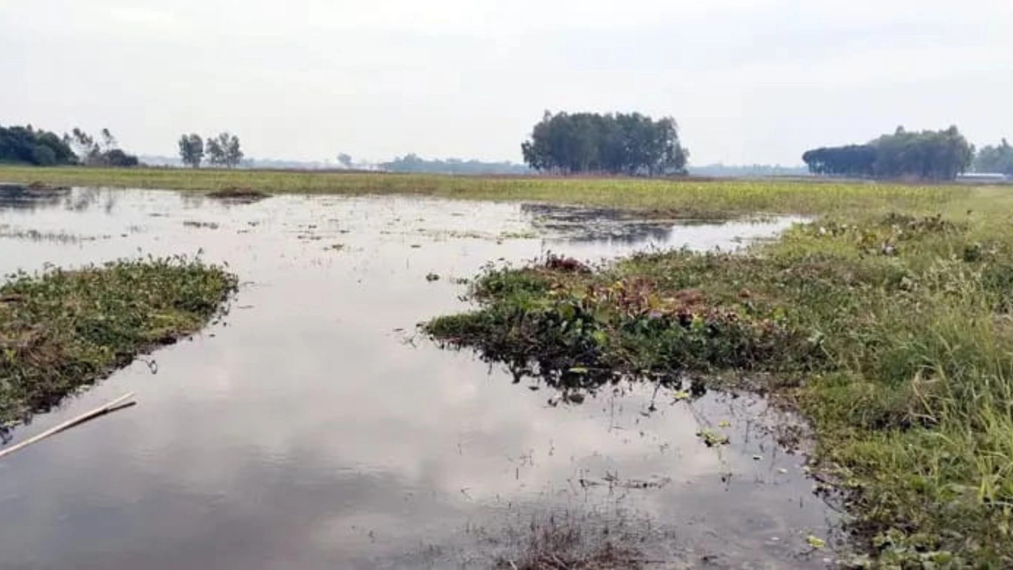 শিল্পের থাবায় বিপন্ন কৃষি