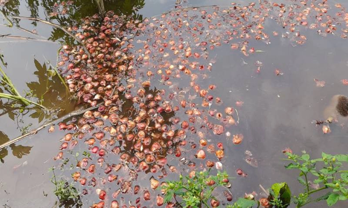 ছবি- রূপালী বাংলাদেশ