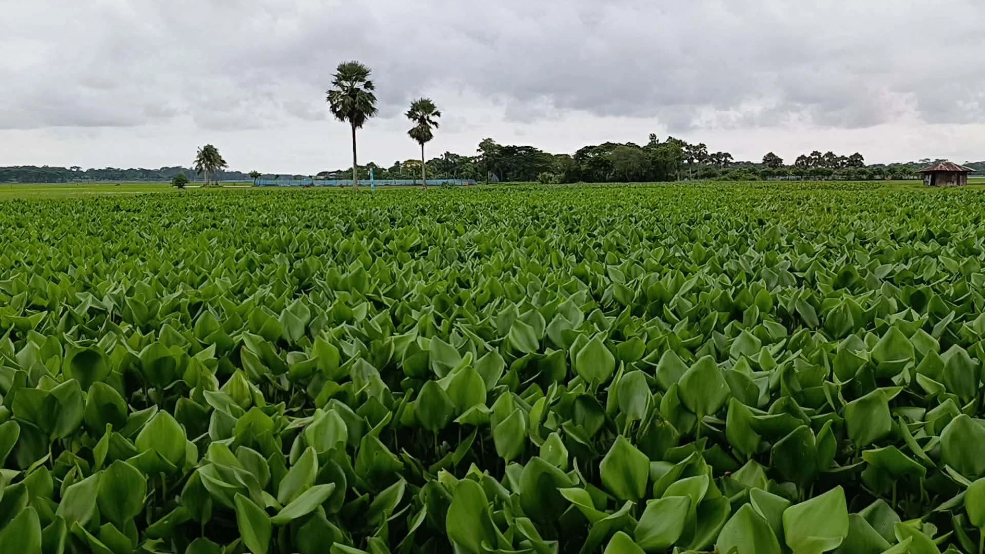 দখল-দূষণে অস্তিত্ব সংকটে  আমখোলা খাল