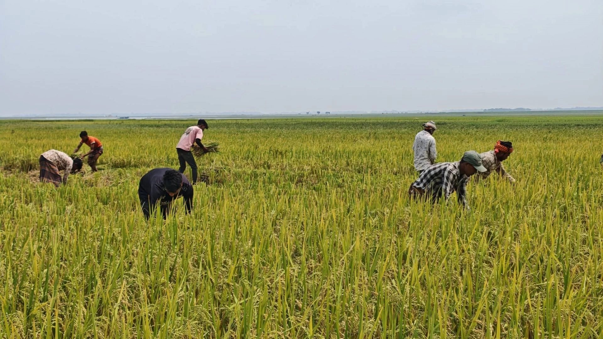 টাঙ্গুয়ার হাওরপাড়ে বোরো  ধান কর্তন শুরু