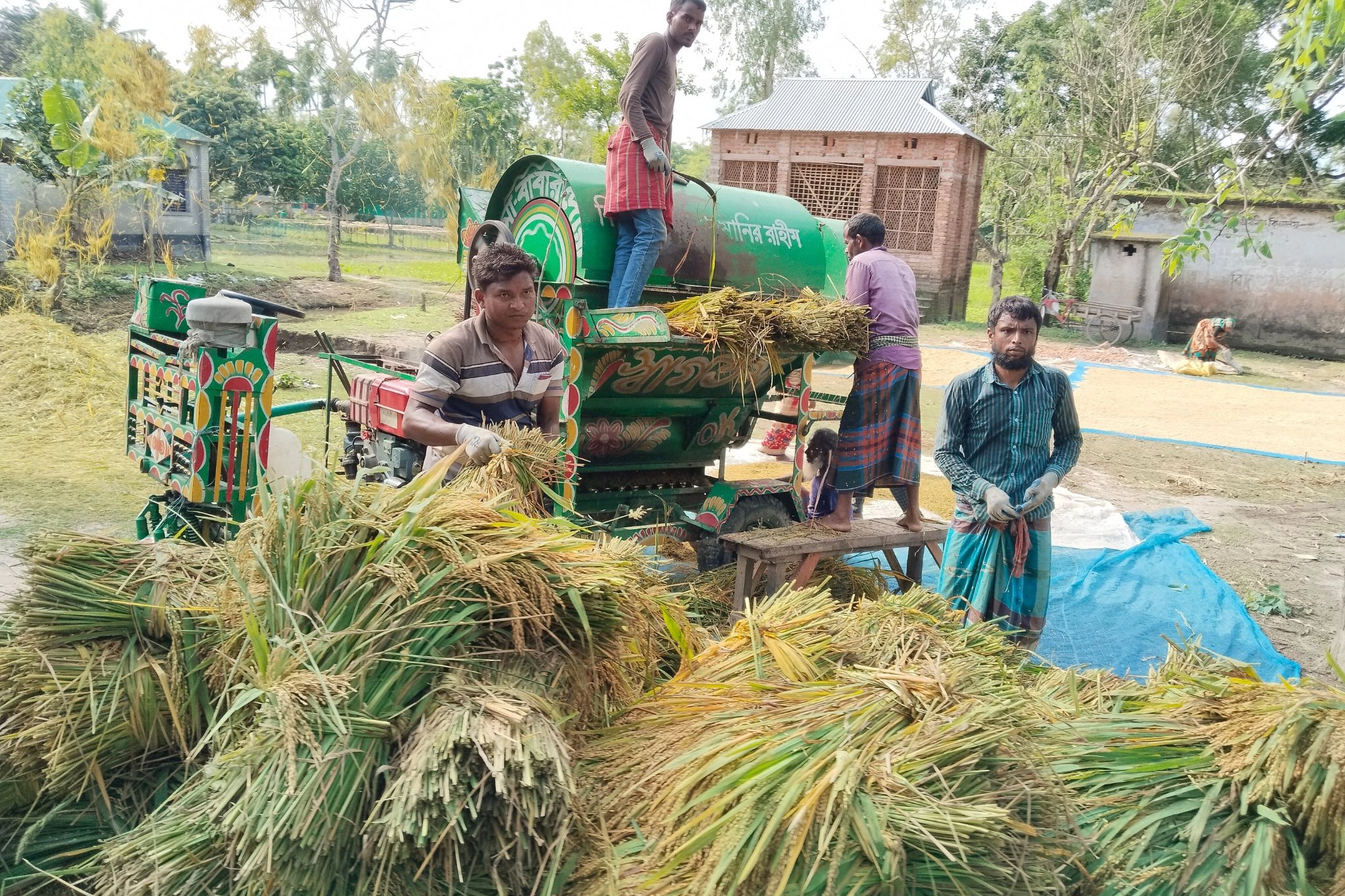ধানের বাম্পার ফলনেও  হতাশায় কৃষকরা