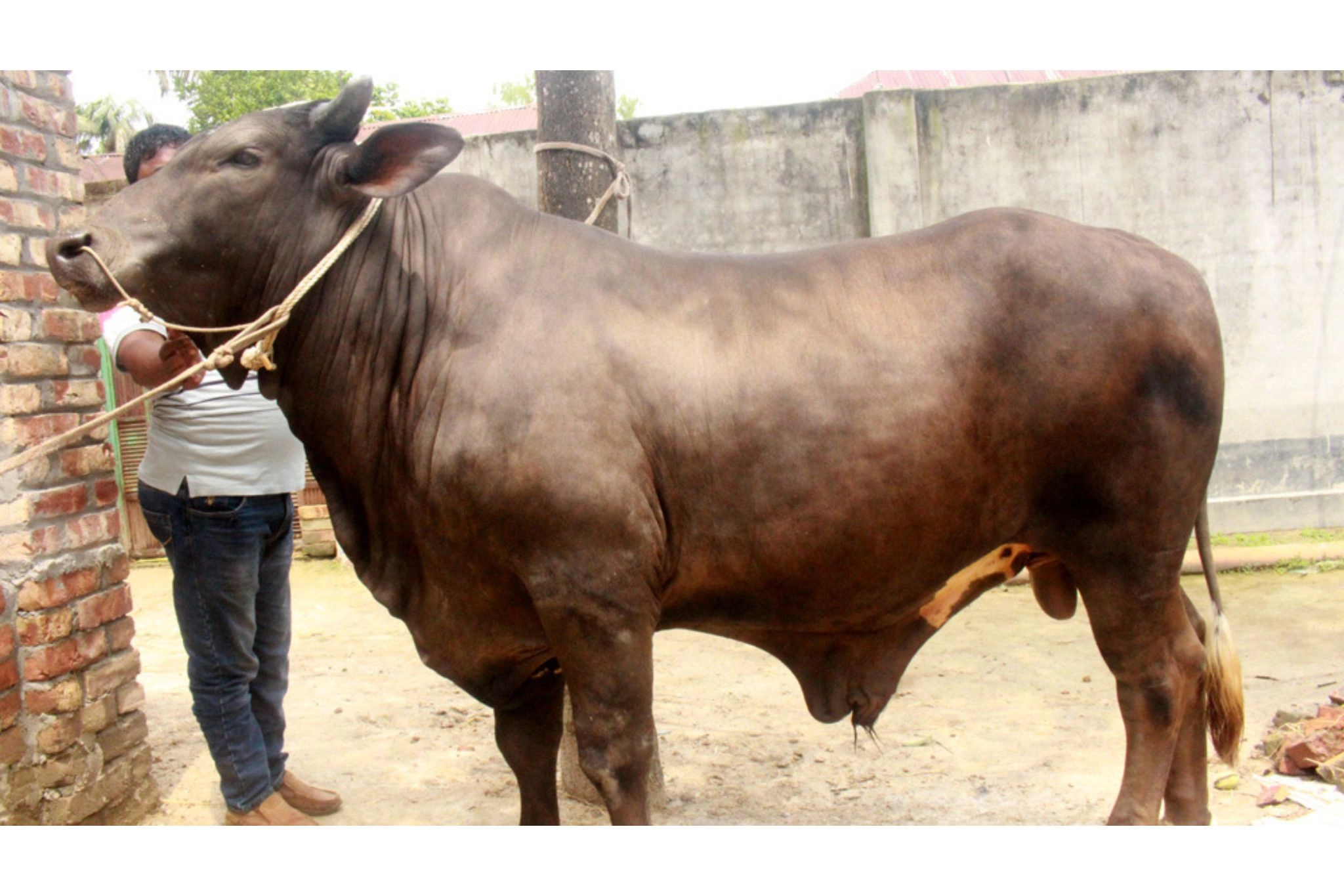 কোরবানির হাট কাঁপাতে আসছে ৩০ মণের ‘সম্রাট’