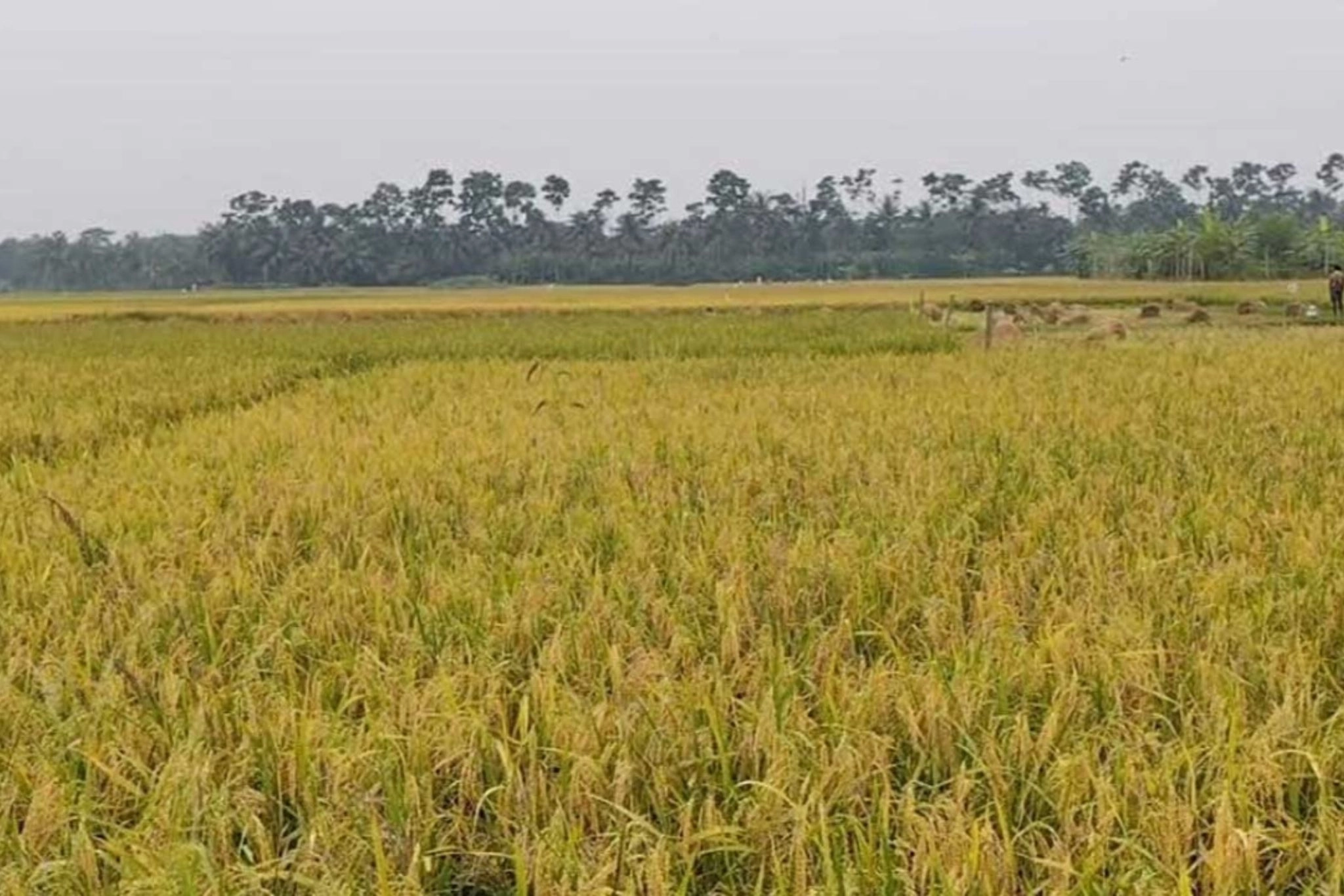বাম্পার ফলনেও কৃষকের কপালে ভাঁজ