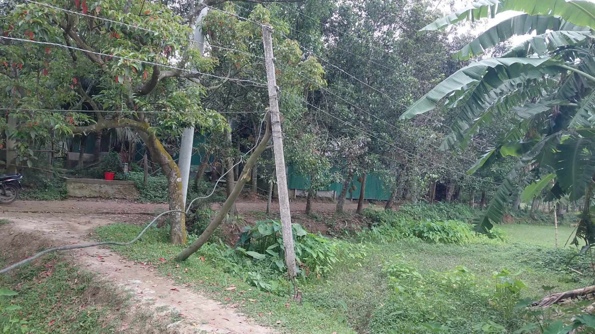 বাঁশ ও গাছের খুঁটি  দিয়ে বিদ্যুৎ লাইন
