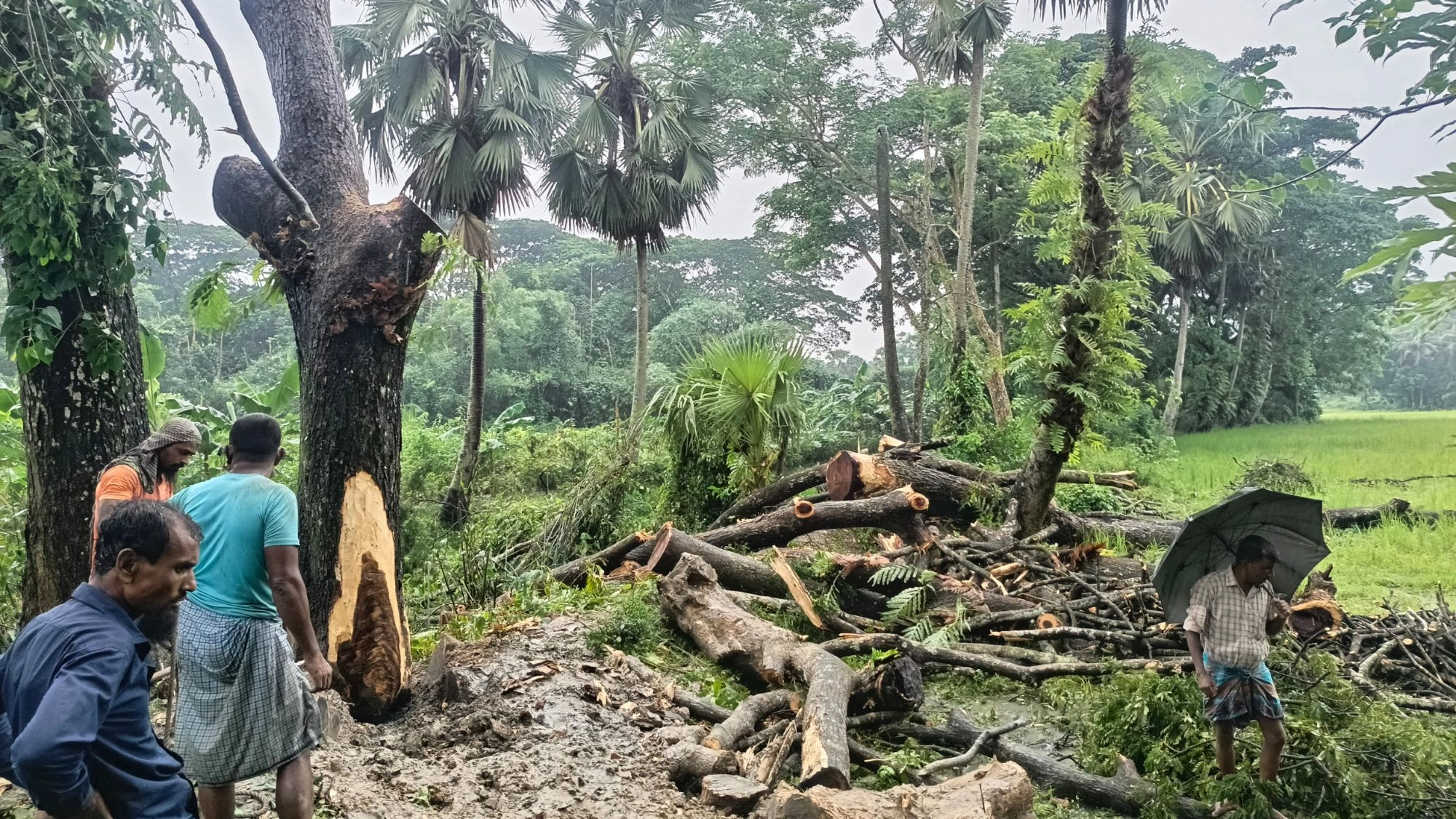 পাউবোর গাছ বিক্রির অভিযোগ, থানায় মামলা