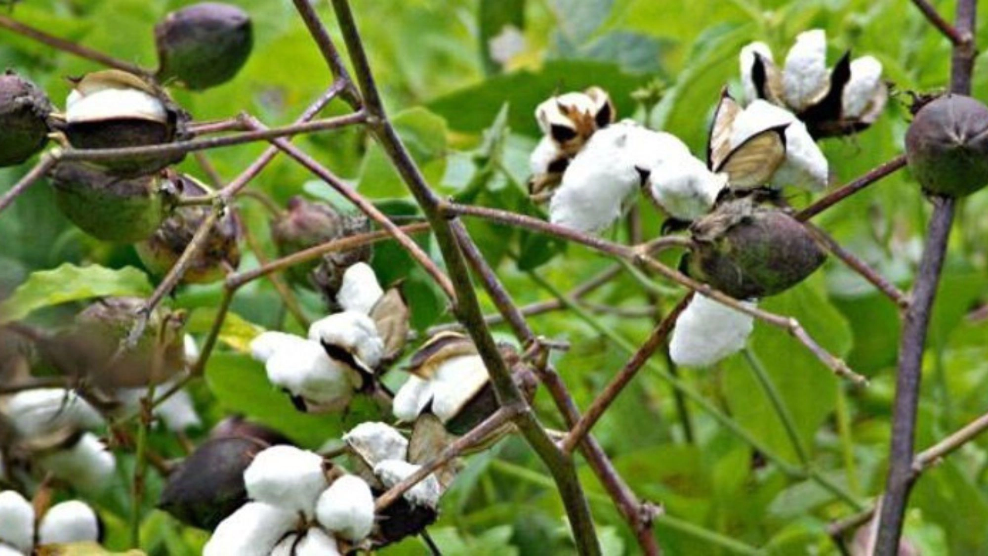 প্রণোদনার আড়ালে বীজের জট