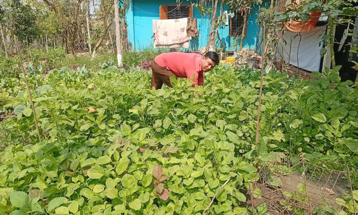 নড়াইলে যুবকের বিষমুক্ত পুষ্টিকর বাগান